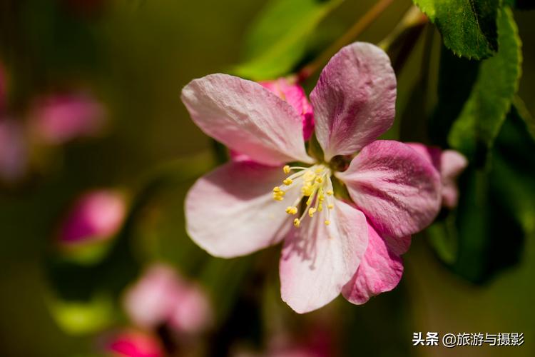 有关赞美春天海棠花的唯美诗句的短句子（春意盎然，美丽绽放）