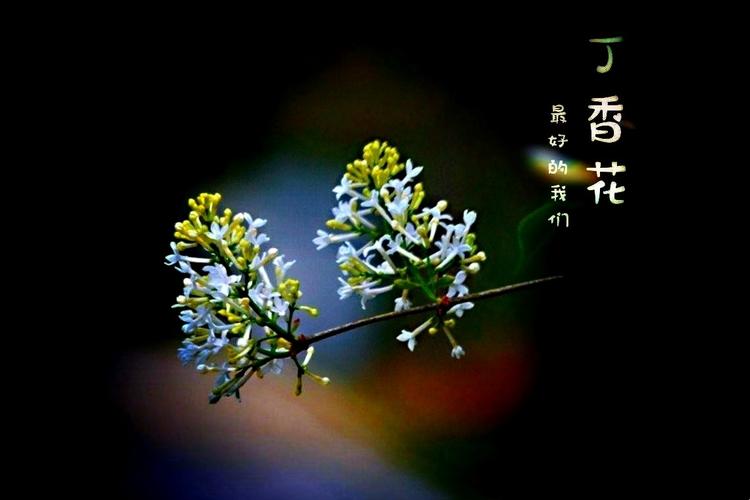 赞美丁香花的诗句古诗诗句（赞美丁香花的优雅唯美句子）