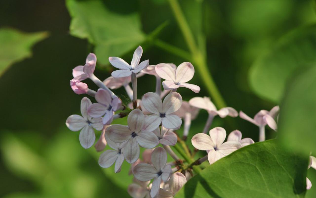 赞美丁香花的诗句古诗诗句（赞美丁香花的优雅唯美句子）