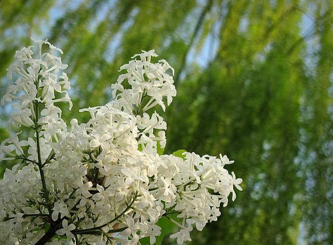 赞美丁香花的诗句古诗诗句（赞美丁香花的优雅唯美句子）