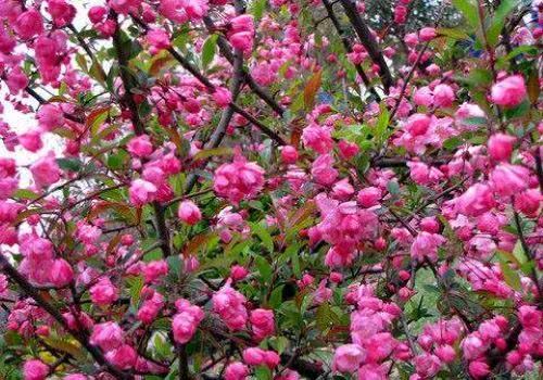 赞美海棠花的千古名句（八首海棠花的诗词）