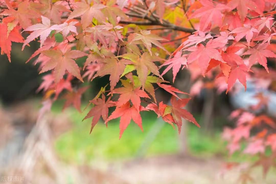 秋天唯美意境诗词（十首秋天唯美古诗）