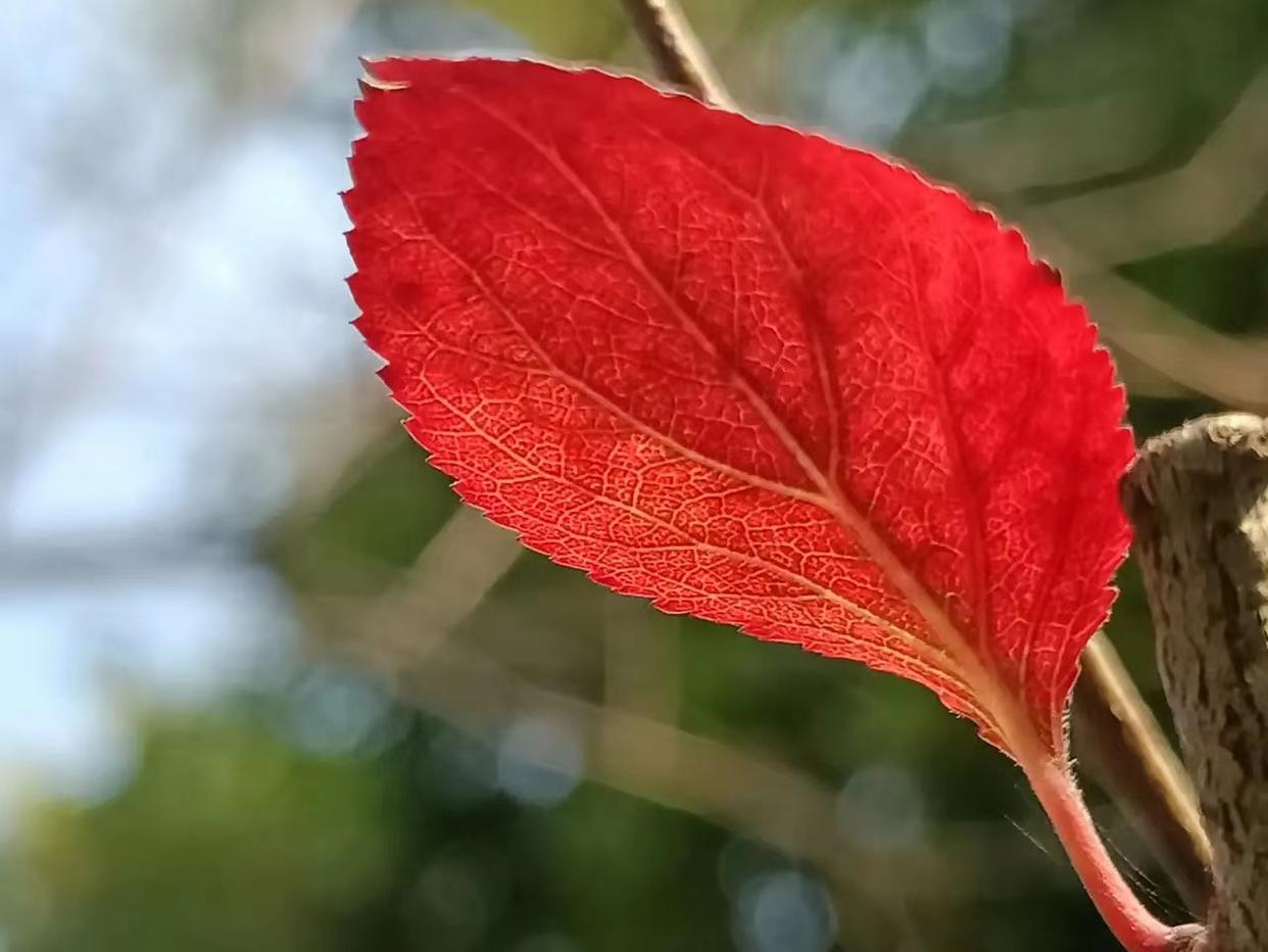 碧树萧萧凉气回，一年怀抱此时开（十首立秋经典古诗）