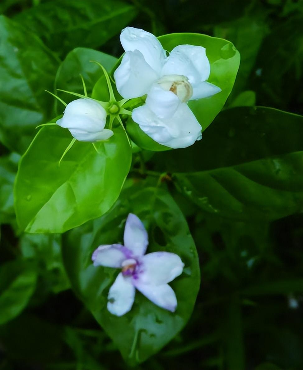 茉莉唯美诗词大全（十首优美的茉莉古诗）