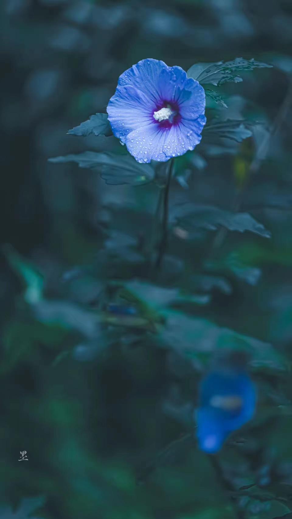 系我一生心，负你千行泪（柳永经典的十首古诗词）