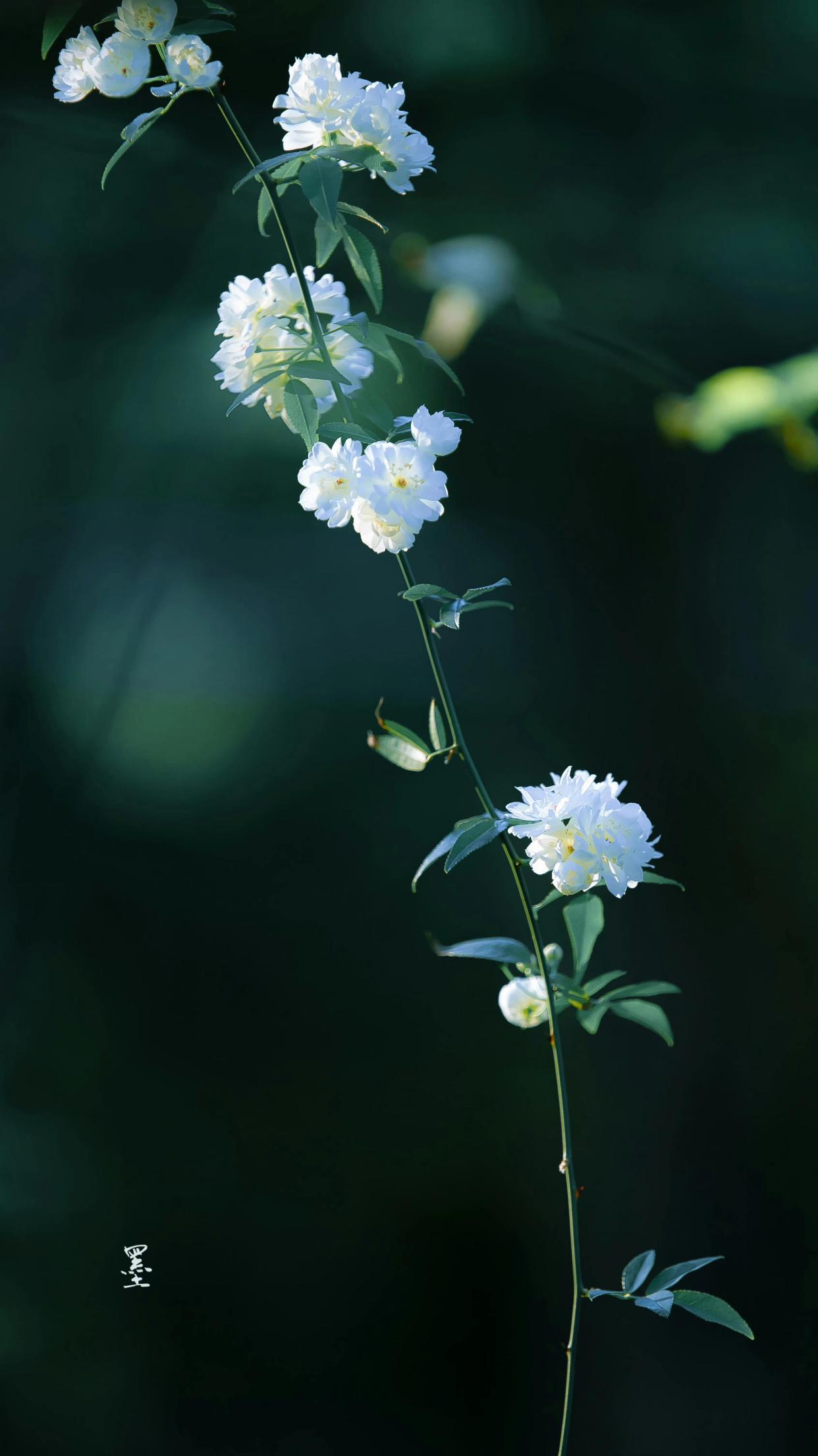 君非池中物，咫尺蛟龙云雨（40句离别祝福诗词）