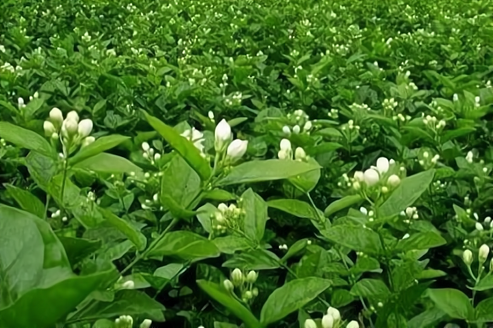 茉莉花唯美古诗大全（十首茉莉花诗歌）