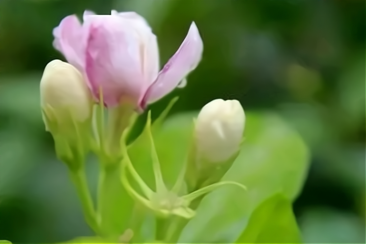 茉莉花唯美古诗大全（十首茉莉花诗歌）