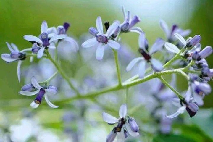 淡雅的紫花，浅夏的风景（十首苦楝花唯美诗词）