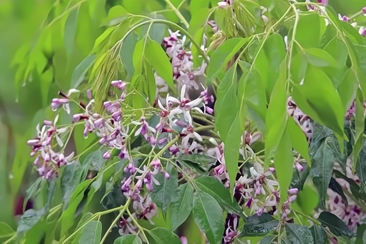 淡雅的紫花，浅夏的风景（十首苦楝花唯美诗词）