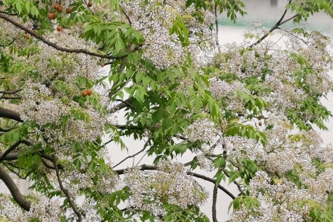 淡雅的紫花，浅夏的风景（十首苦楝花唯美诗词）