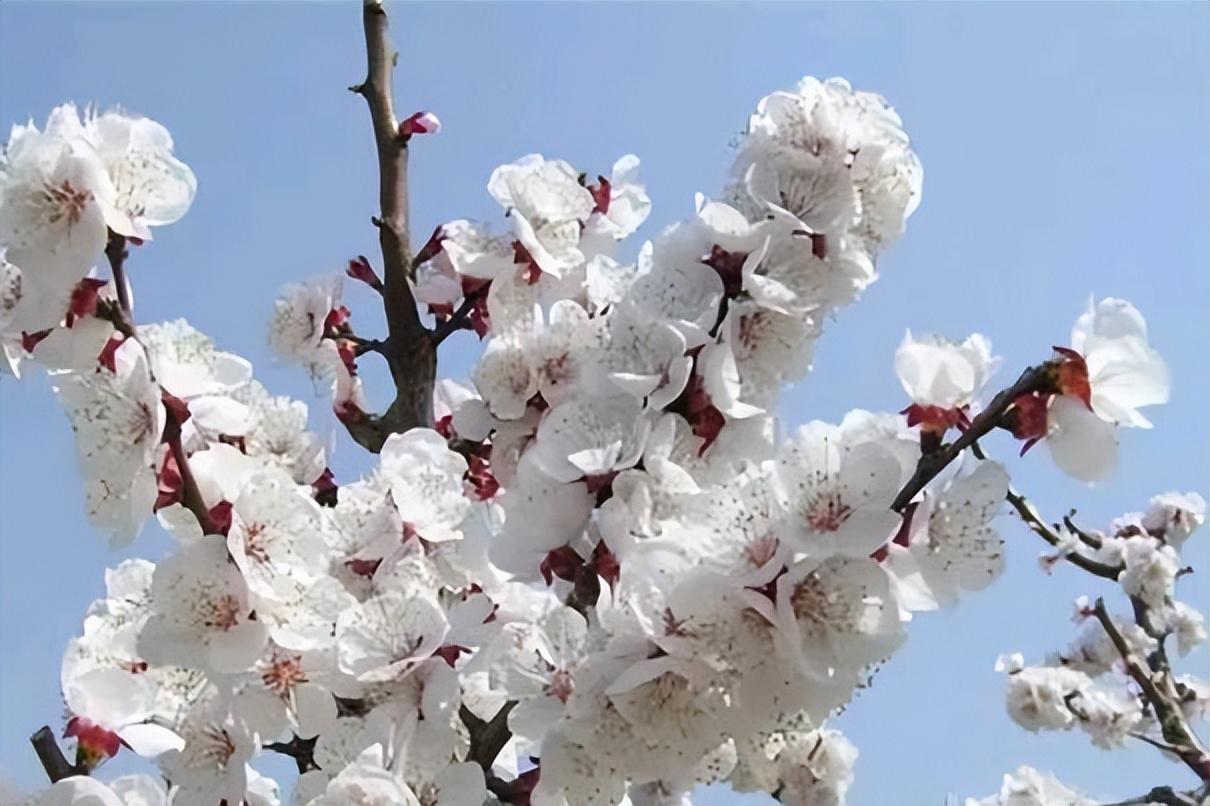 杏花唯美古诗词大全（二十首杏花诗词古句）