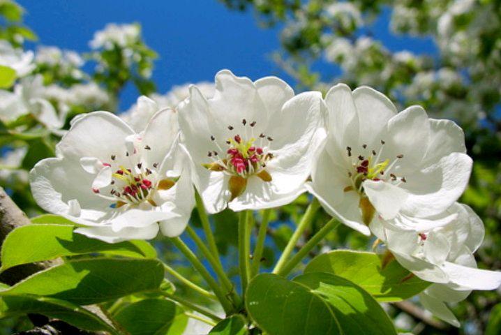 梨花唯美古诗大全（四首梨花优美古诗）