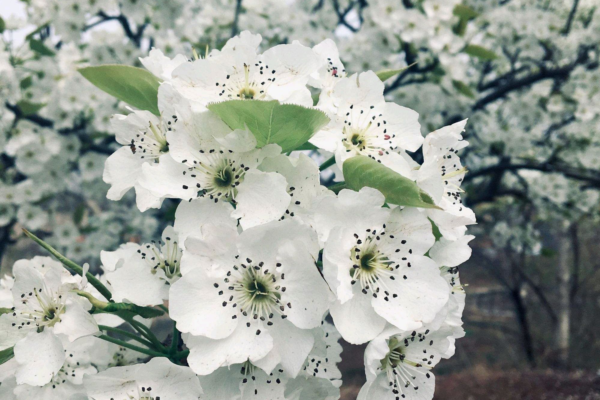 梨花唯美古诗大全（四首梨花优美古诗）