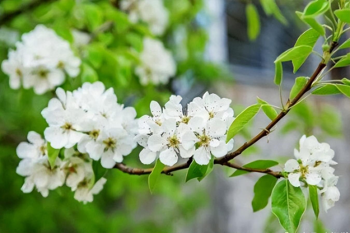 梨花唯美古诗大全（四首梨花优美古诗）