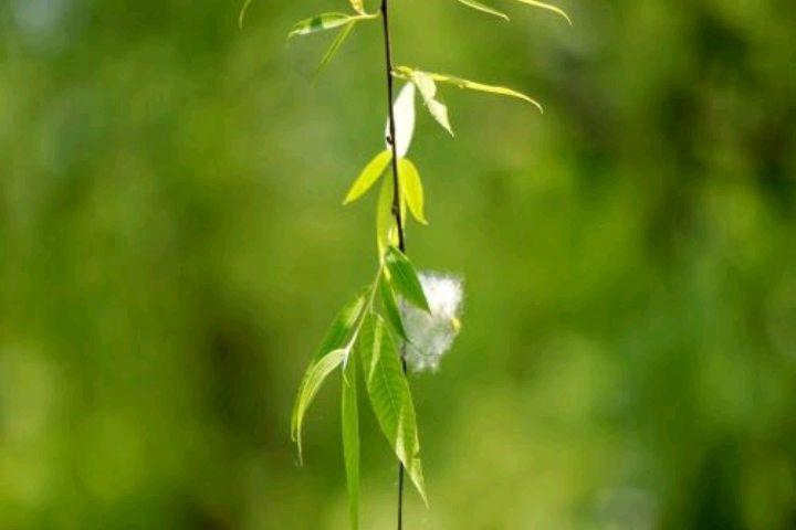 杨花诗词名句有哪些（二十首杨花经典诗词）