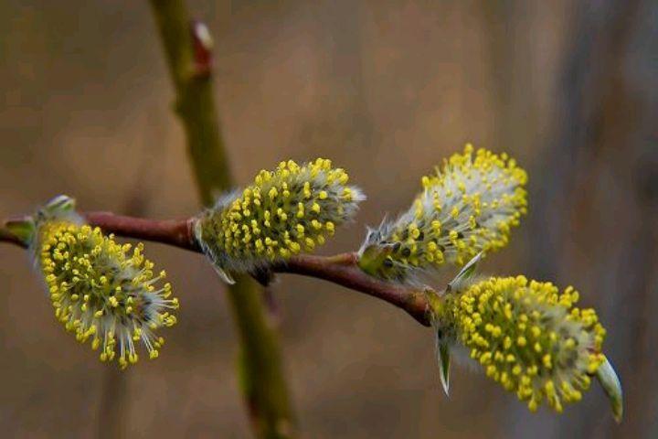 杨花诗词名句有哪些（二十首杨花经典诗词）