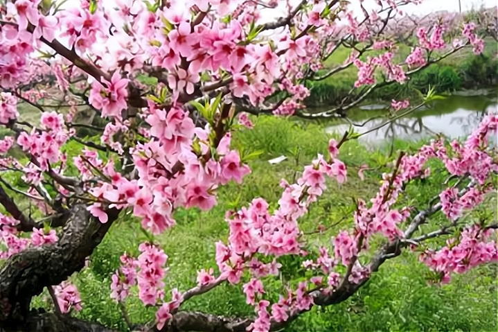 桃花诗词名句精选（25句桃花经典诗词）