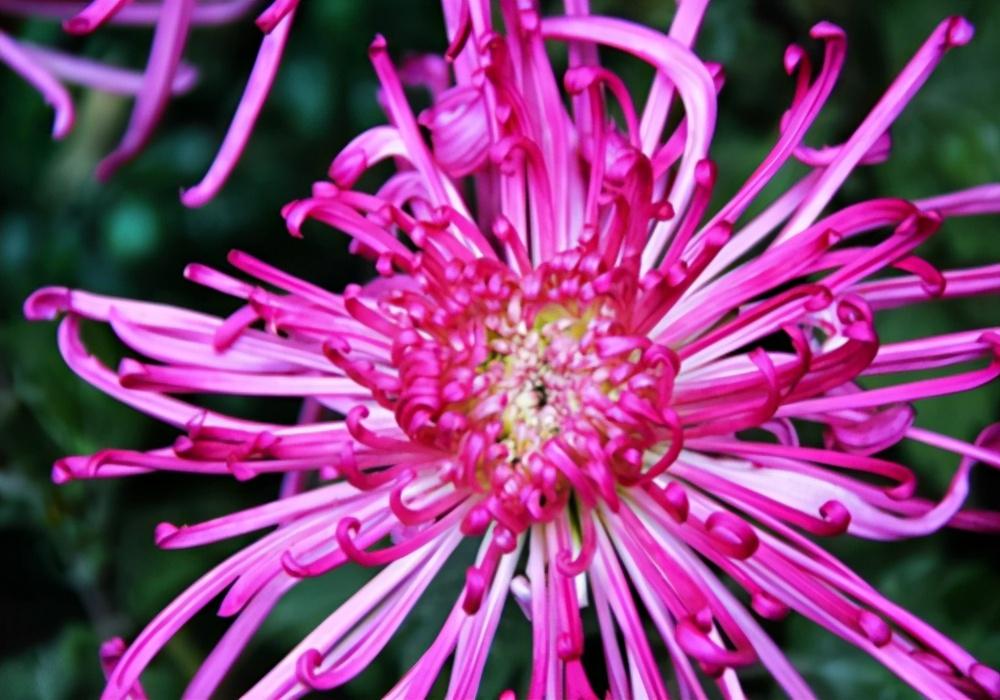 著名菊花诗词名句（黄巢两首菊花诗）