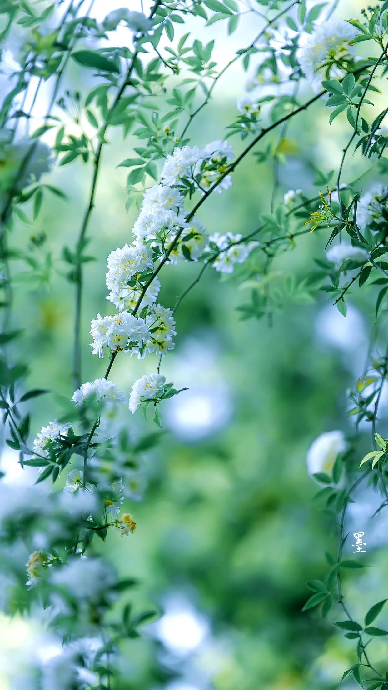 烟云染春色，微雨入流年（四首唯美春景诗词）