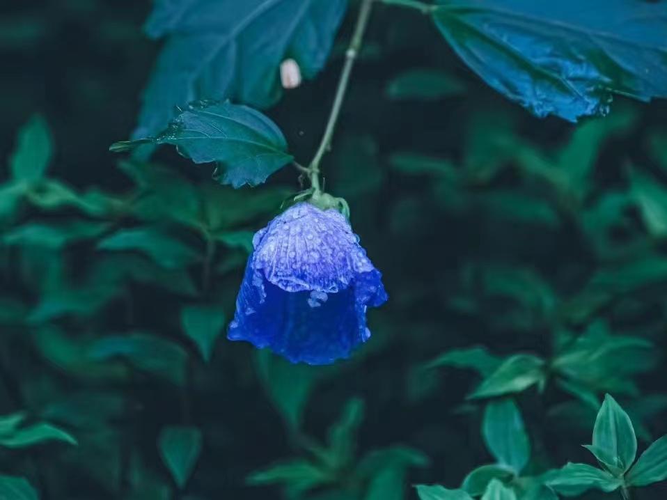 落花人独立，微雨燕双飞（晏几道经典的十首词）