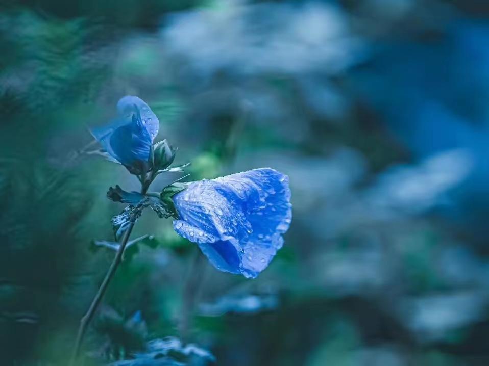 落花人独立，微雨燕双飞（晏几道经典的十首词）