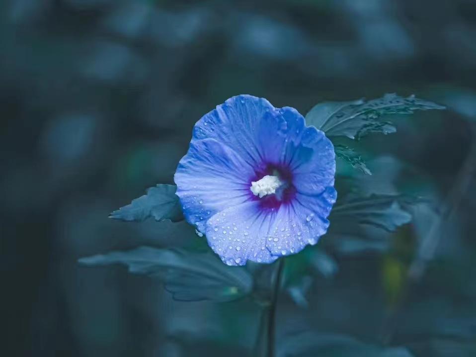 落花人独立，微雨燕双飞（晏几道经典的十首词）