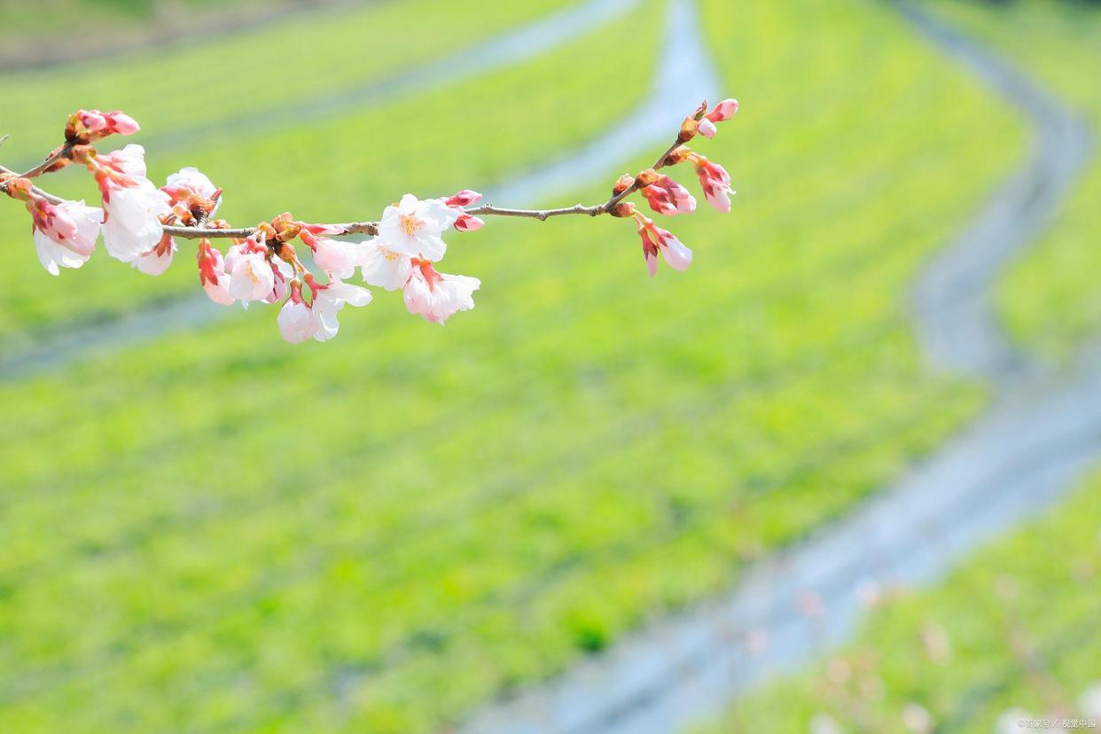 春光诗词名句有哪些（四首唯美春光诗词）