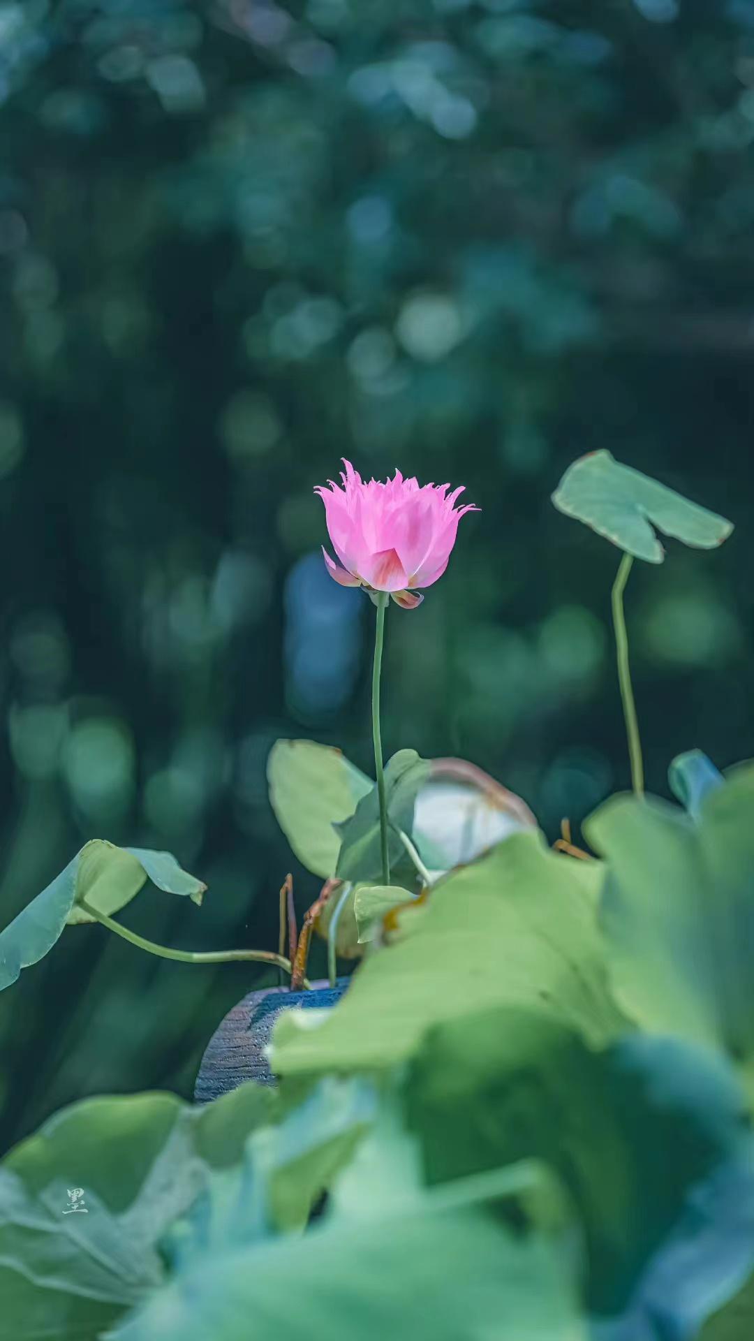 陶渊明诗词名句鉴赏（陶渊明的四首古诗句）