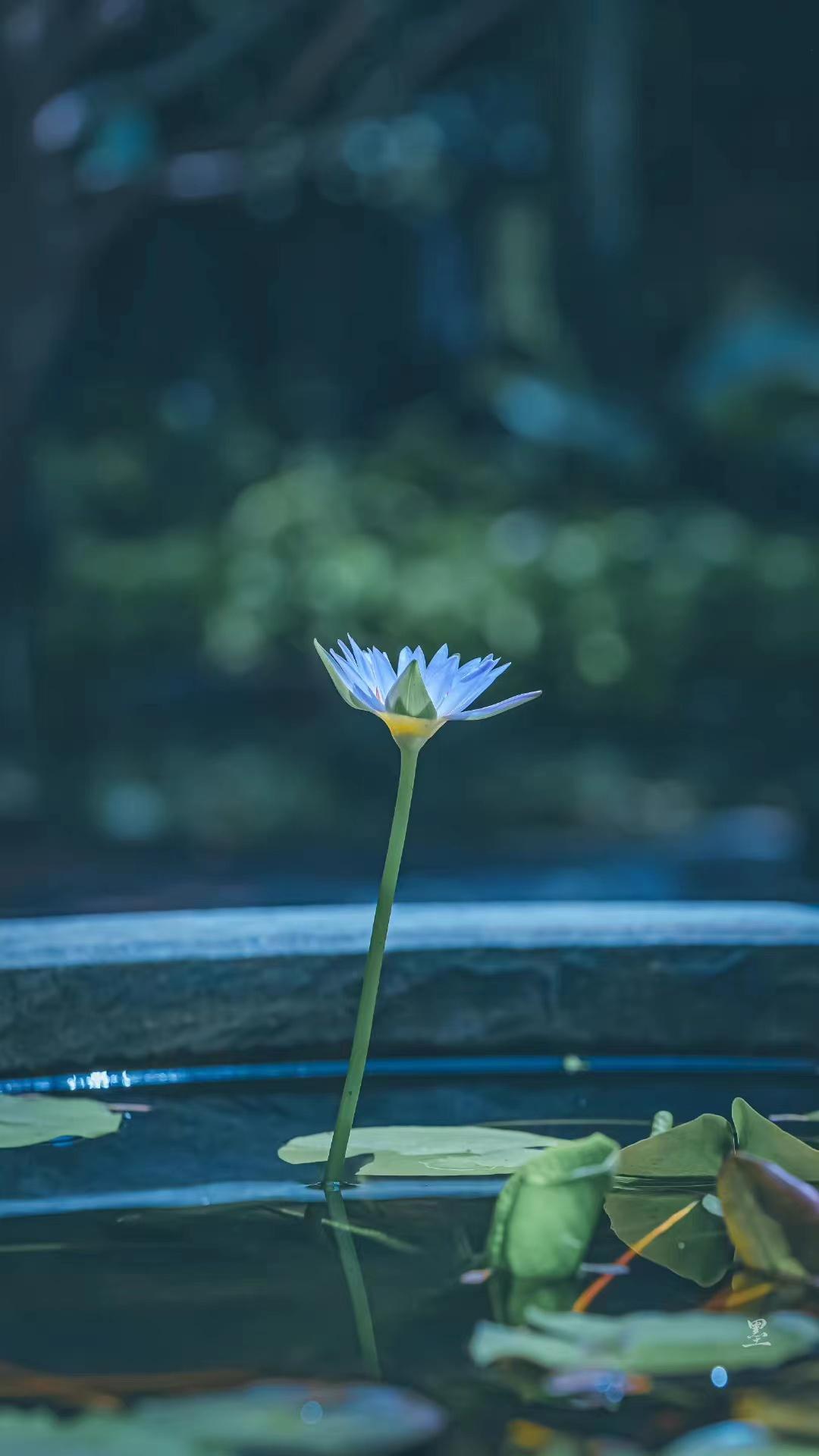 陶渊明诗词名句鉴赏（陶渊明的四首古诗句）