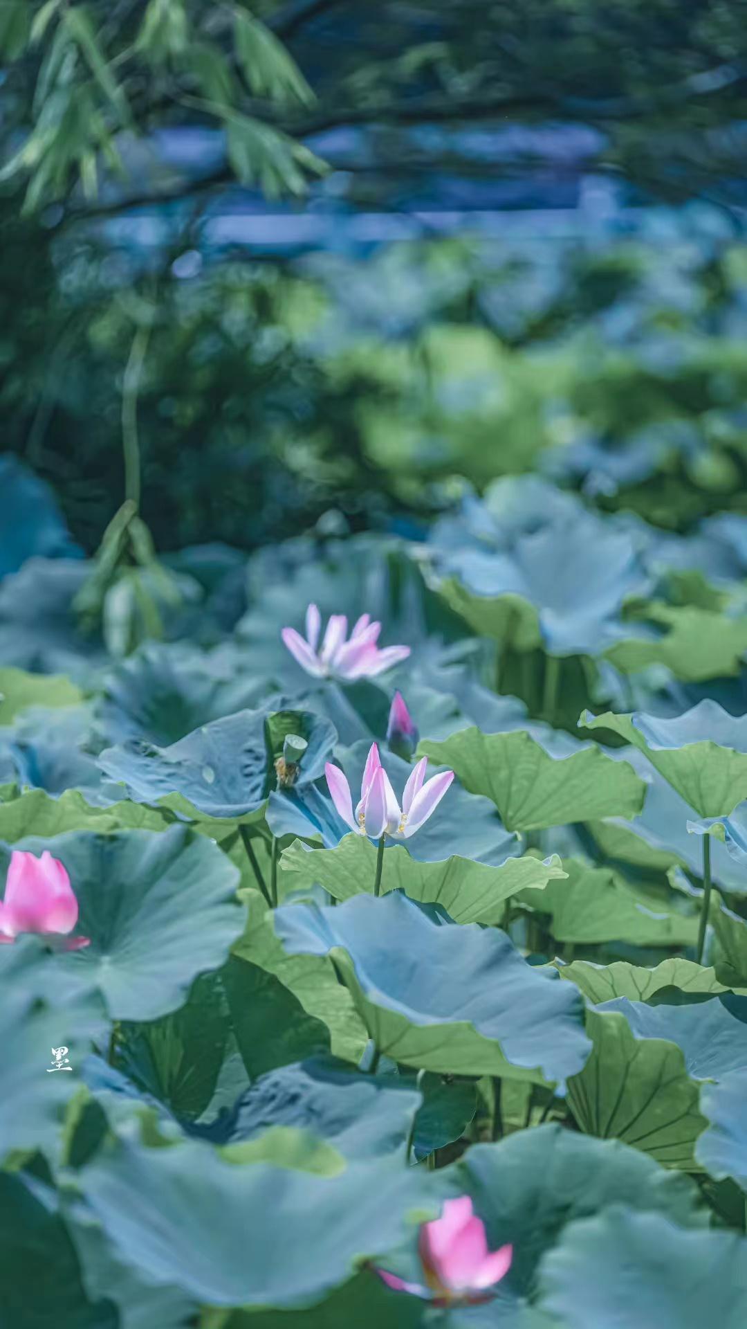 陶渊明诗词名句鉴赏（陶渊明的四首古诗句）