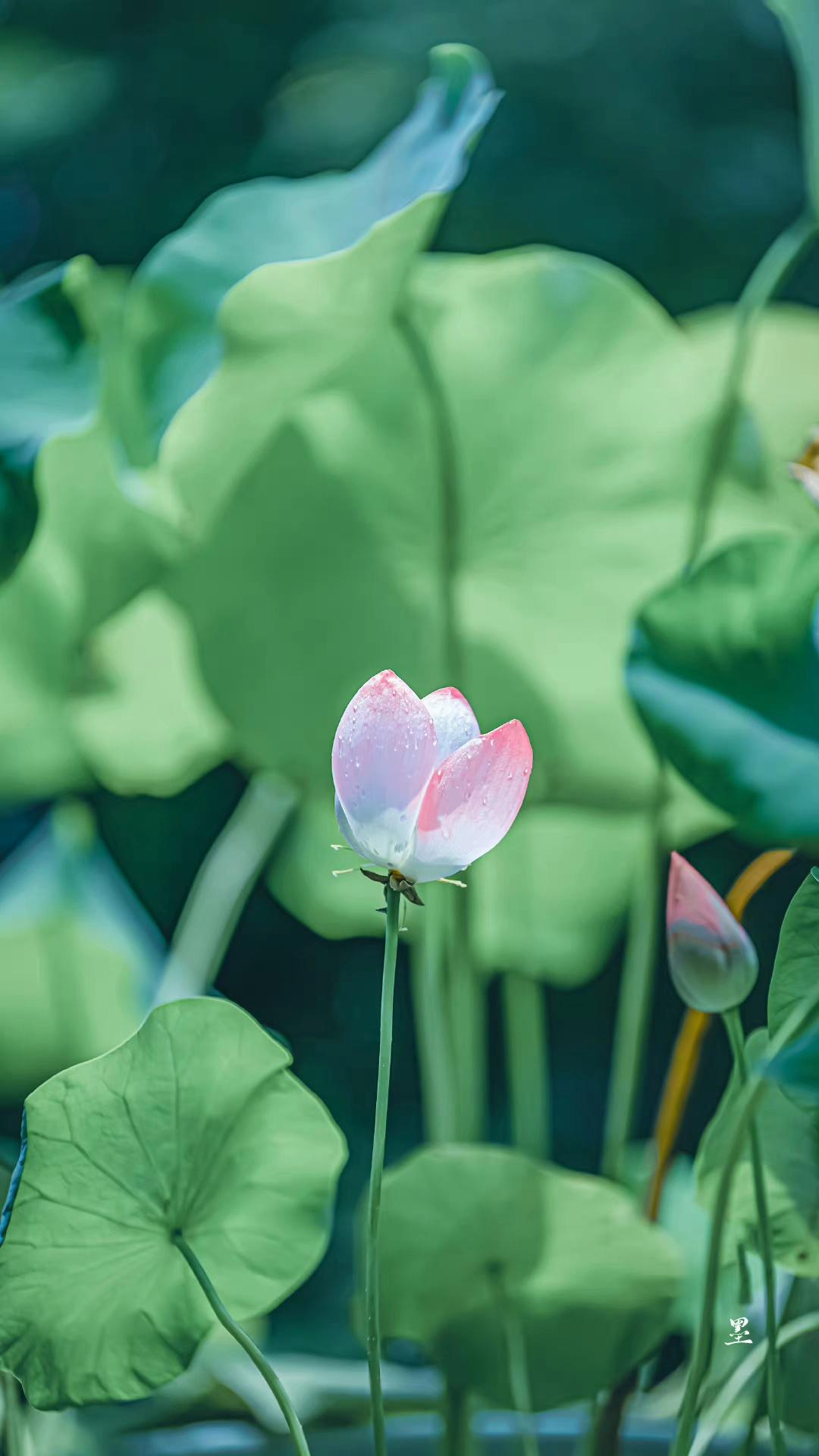 秋荷依依诉衷情，当年不肯嫁春风（五首秋荷美词）