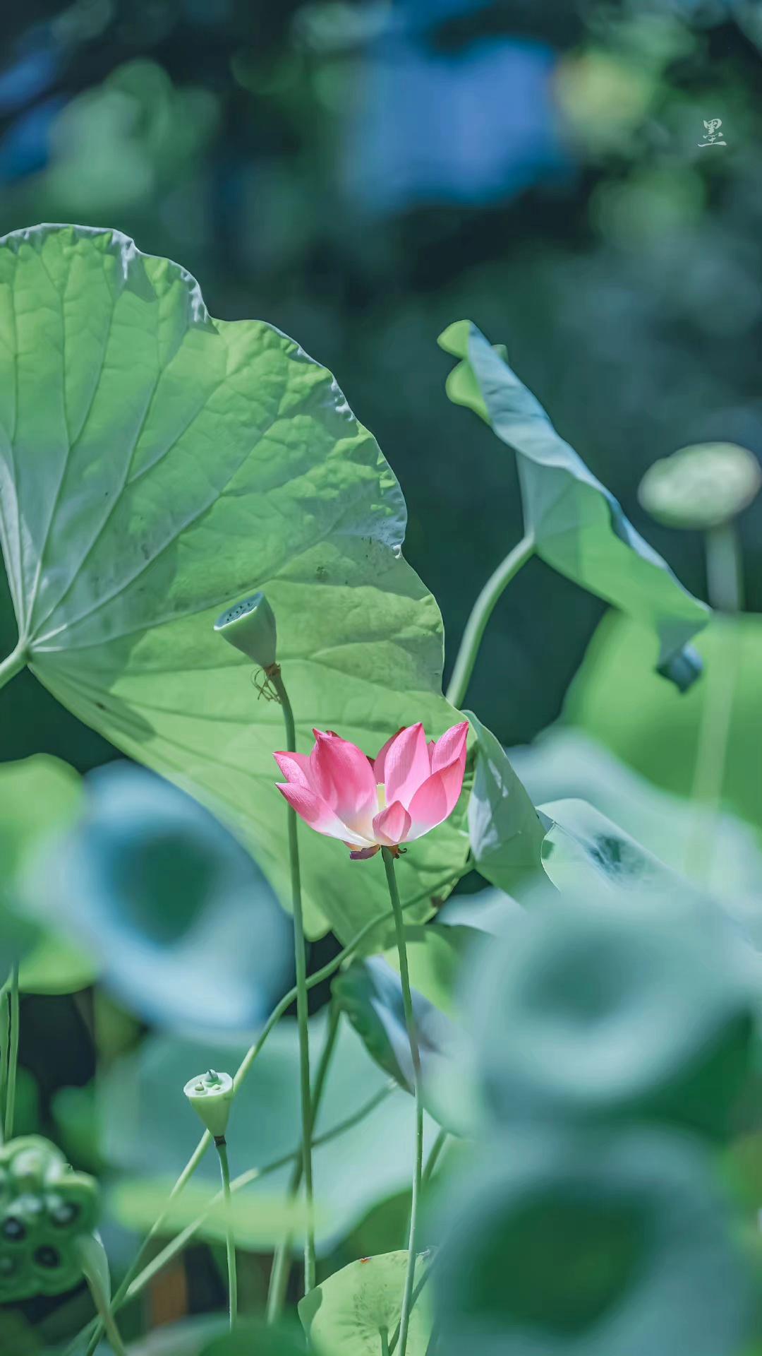 秋荷依依诉衷情，当年不肯嫁春风（五首秋荷美词）