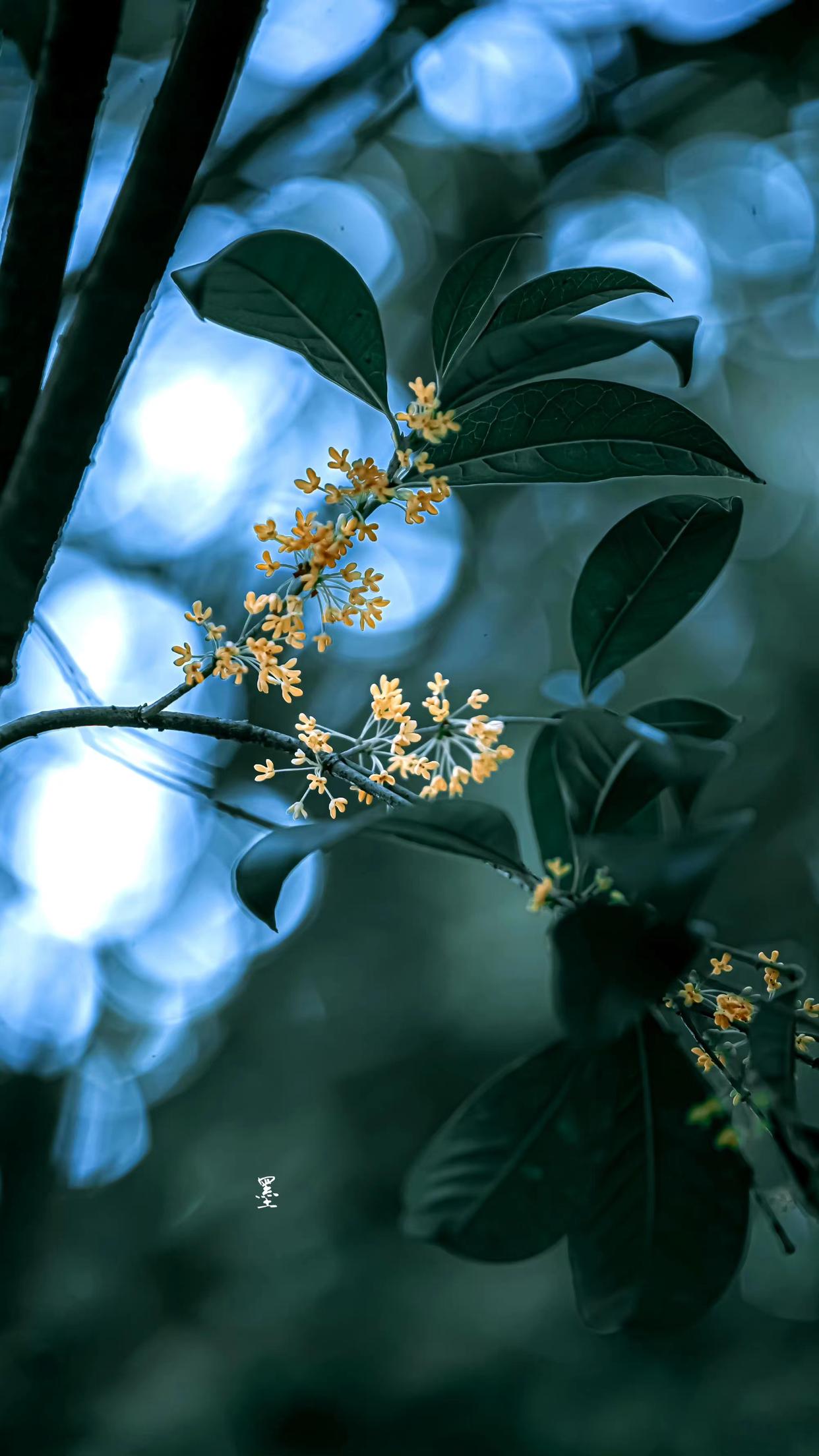 一枝淡贮书窗下，人与花心各自香（十首桂花古诗词）