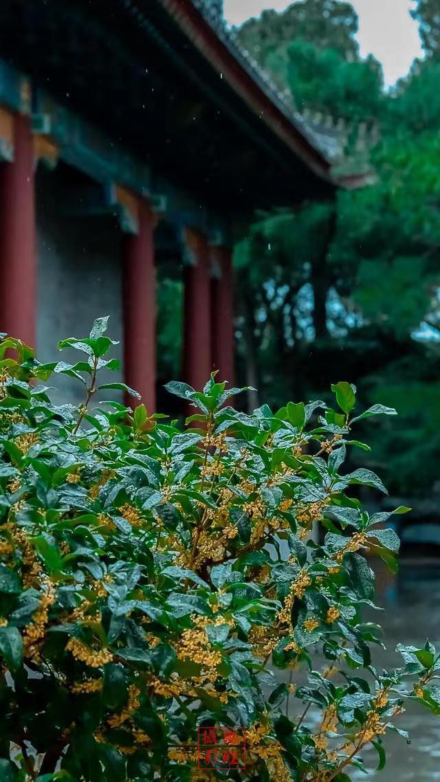 一枝淡贮书窗下，人与花心各自香（十首桂花古诗词）