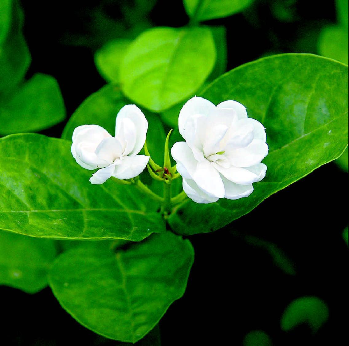 茉莉花经典诗词大全（精选十首茉莉诗）