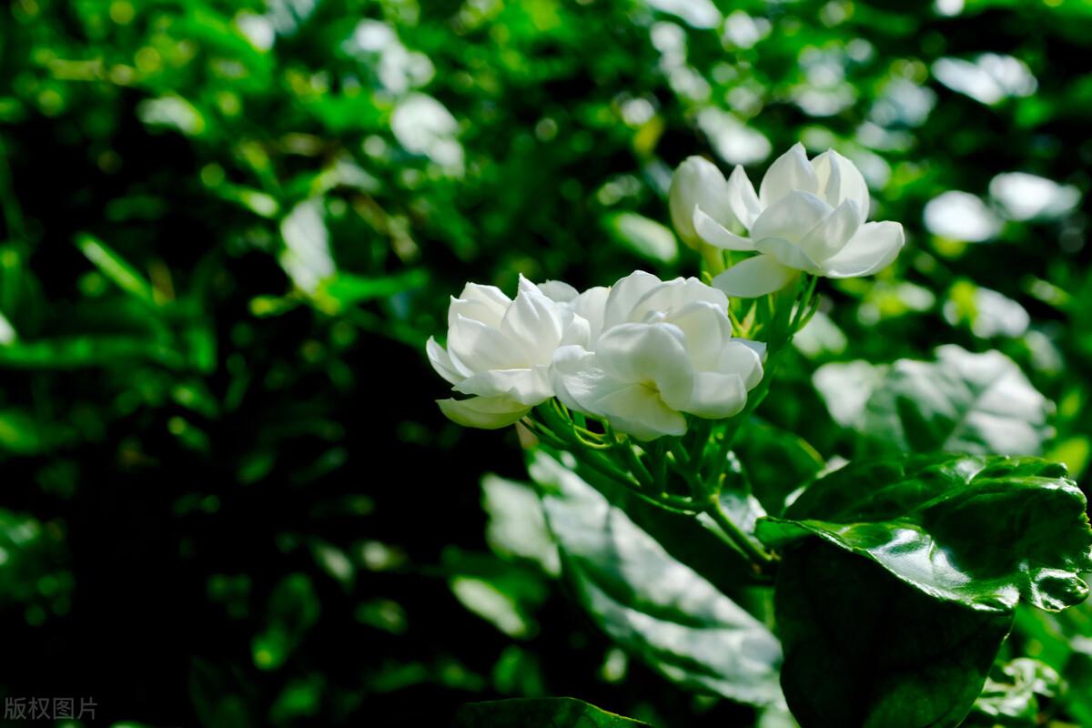 茉莉花经典诗词大全（精选十首茉莉诗）