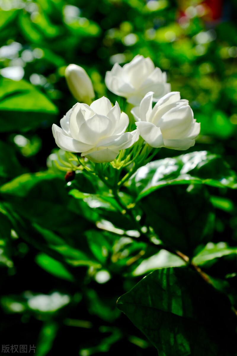 茉莉花经典诗词大全（精选十首茉莉诗）