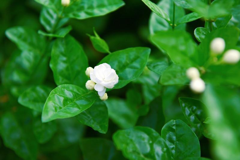 茉莉花经典诗词大全（精选十首茉莉诗）