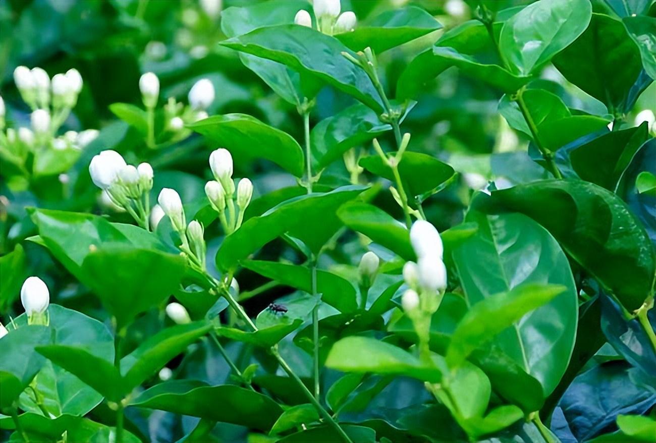 茉莉花经典诗词大全（精选十首茉莉诗）