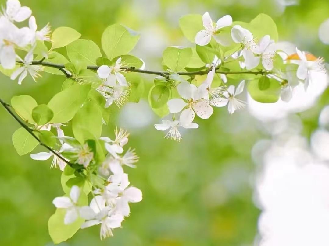 梨花开时春带雨，梨花落时春入泥（十首梨花古诗词）