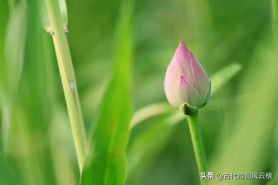 描写荷花的古诗词（70句唯美荷花诗词）