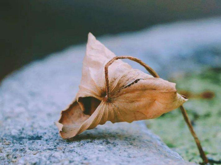 禅意经典诗词精选（十三首禅意诗词）