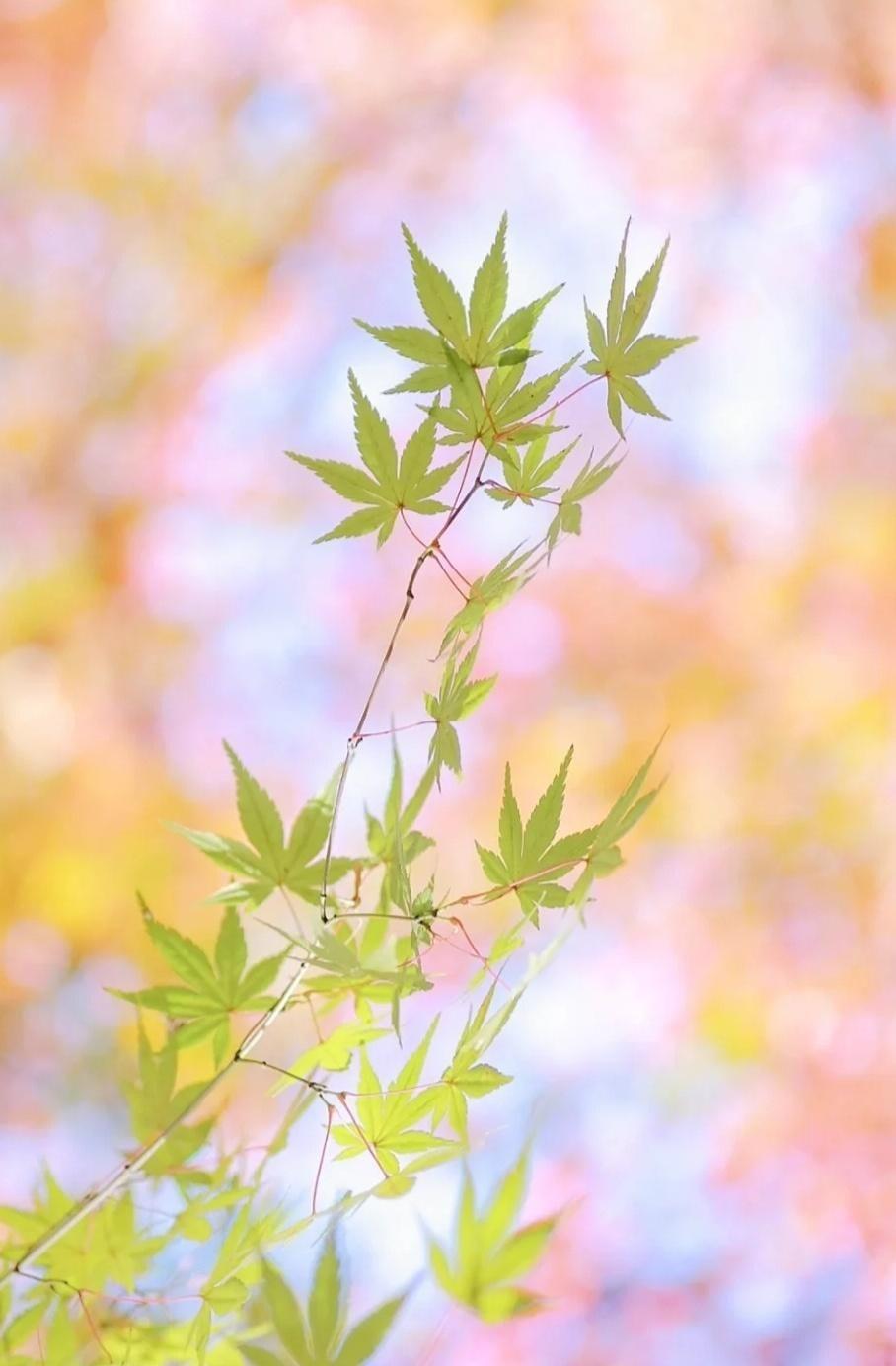 思念女朋友的诗句（7首关于异地恋的经典诗词）