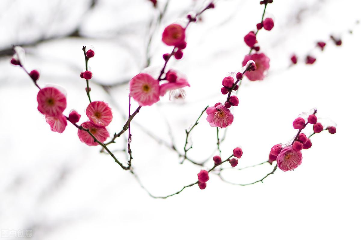 寒梅傲雪，暗香盈袖（六首吟咏梅花的诗词）