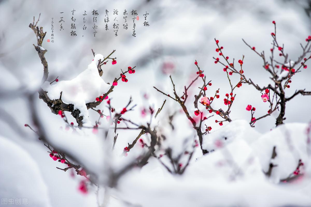 寒梅傲雪，暗香盈袖（六首吟咏梅花的诗词）