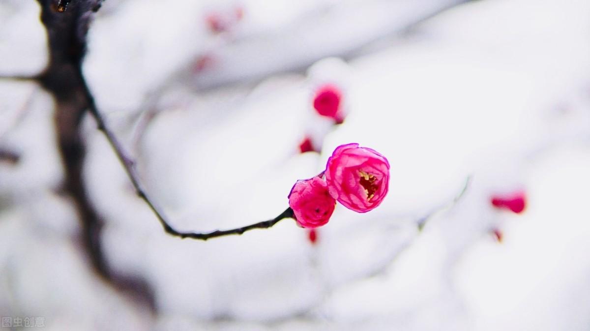 寒梅傲雪，暗香盈袖（六首吟咏梅花的诗词）