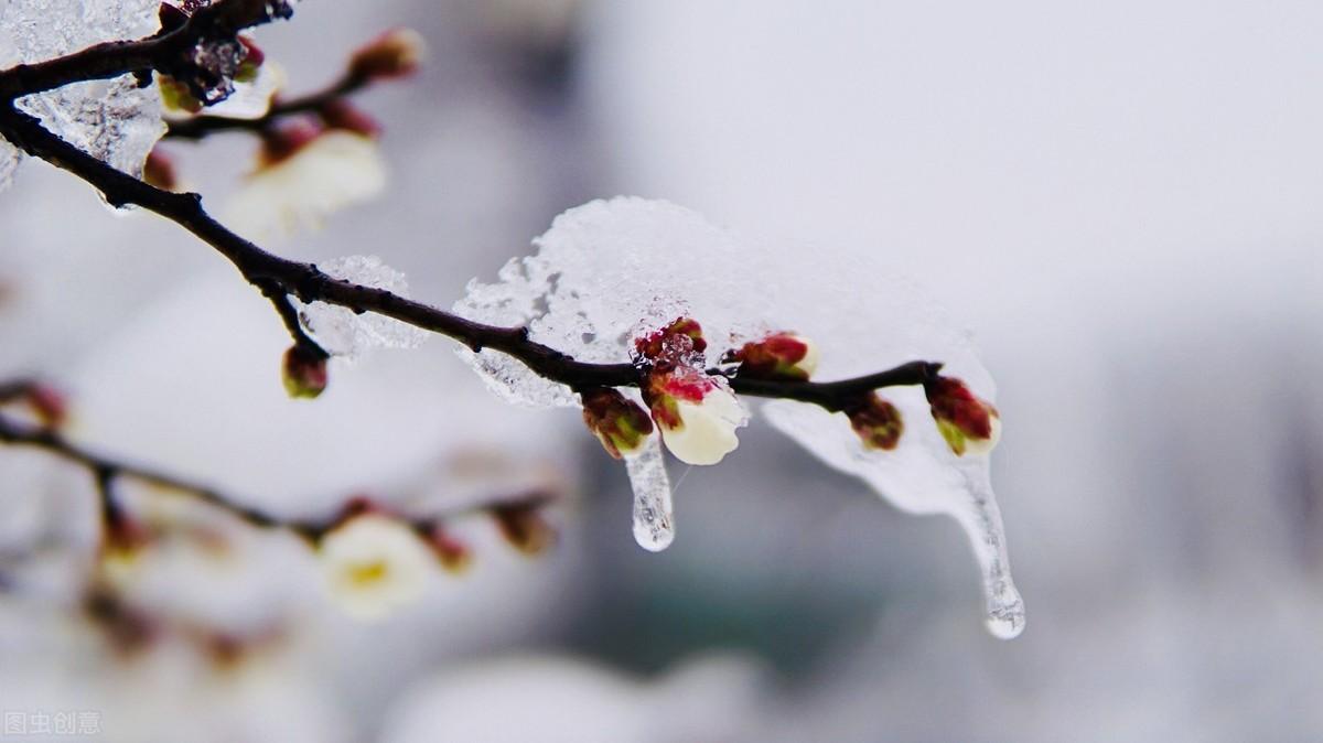 寒梅傲雪，暗香盈袖（六首吟咏梅花的诗词）