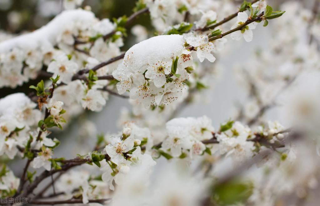 寒梅傲雪，暗香盈袖（六首吟咏梅花的诗词）