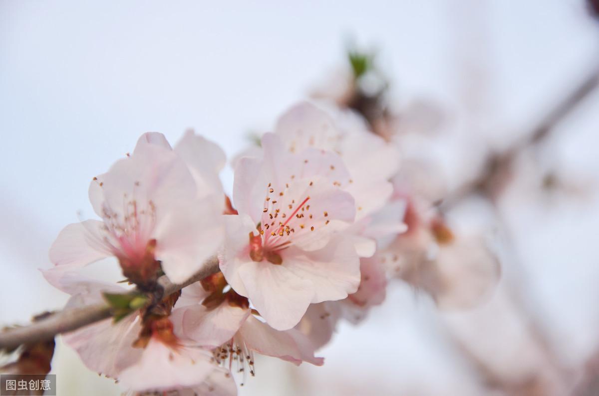 人间四月，春暖花开（六首描写春天美景的古诗）